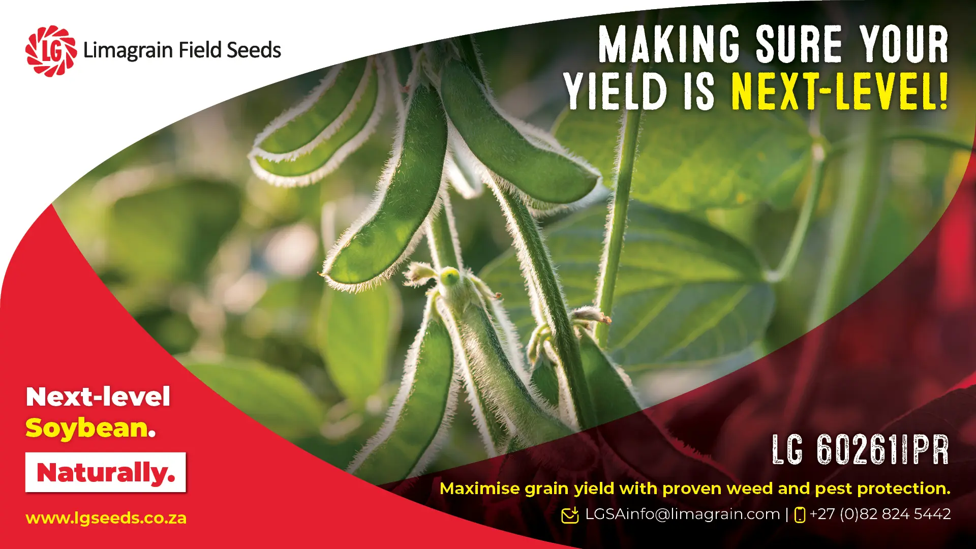 Unlock pure pod power: LG 60261IPR soybean cultivars