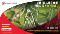 Unlock pure pod power: LG 60261IPR soybean cultivars