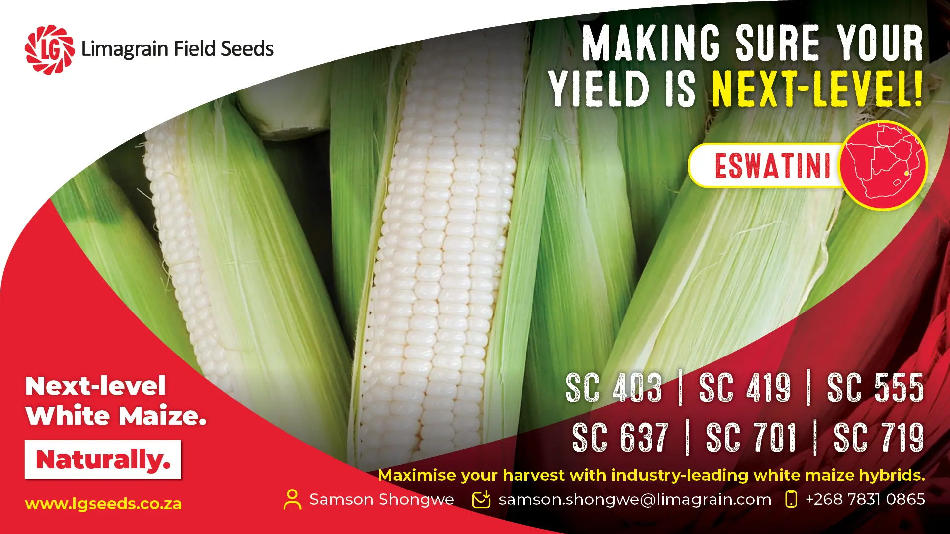 Reliable household food security: Proven white maize hybrids for Eswatini farmers
