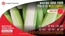 Reliable household food security: Proven white maize hybrids for Eswatini farmers