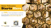Hive management & pollination services | The Apiary Project