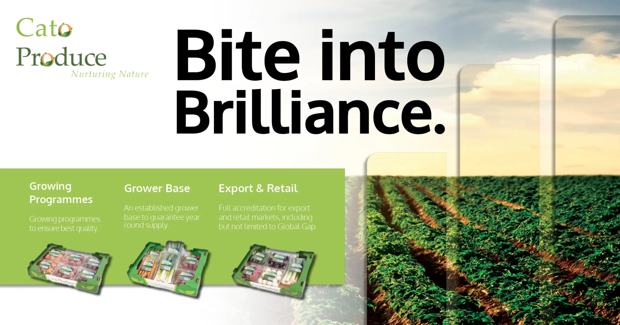 Bite into brilliance | Cato Produce