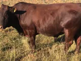 Bonsmara Bull