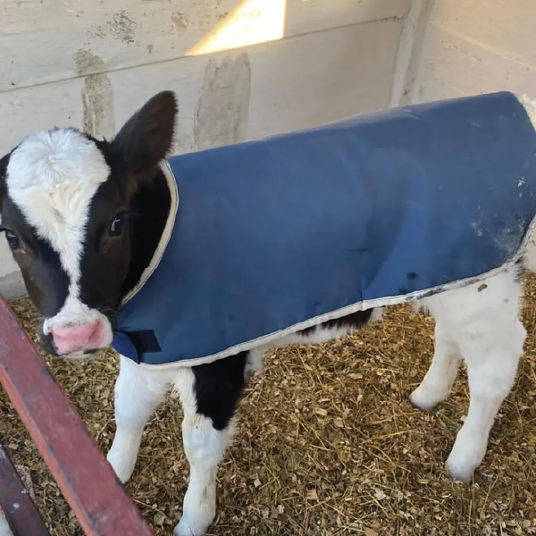 Calf Blanket (Holstein &amp; Jersey) | Four Lakes