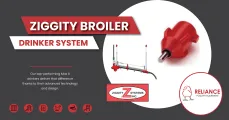 Ziggity broiler drinking system | Reliance Poultry Equipment