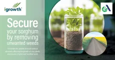 Secure your sorghum by removing unwanted weeds | Advanta Seeds