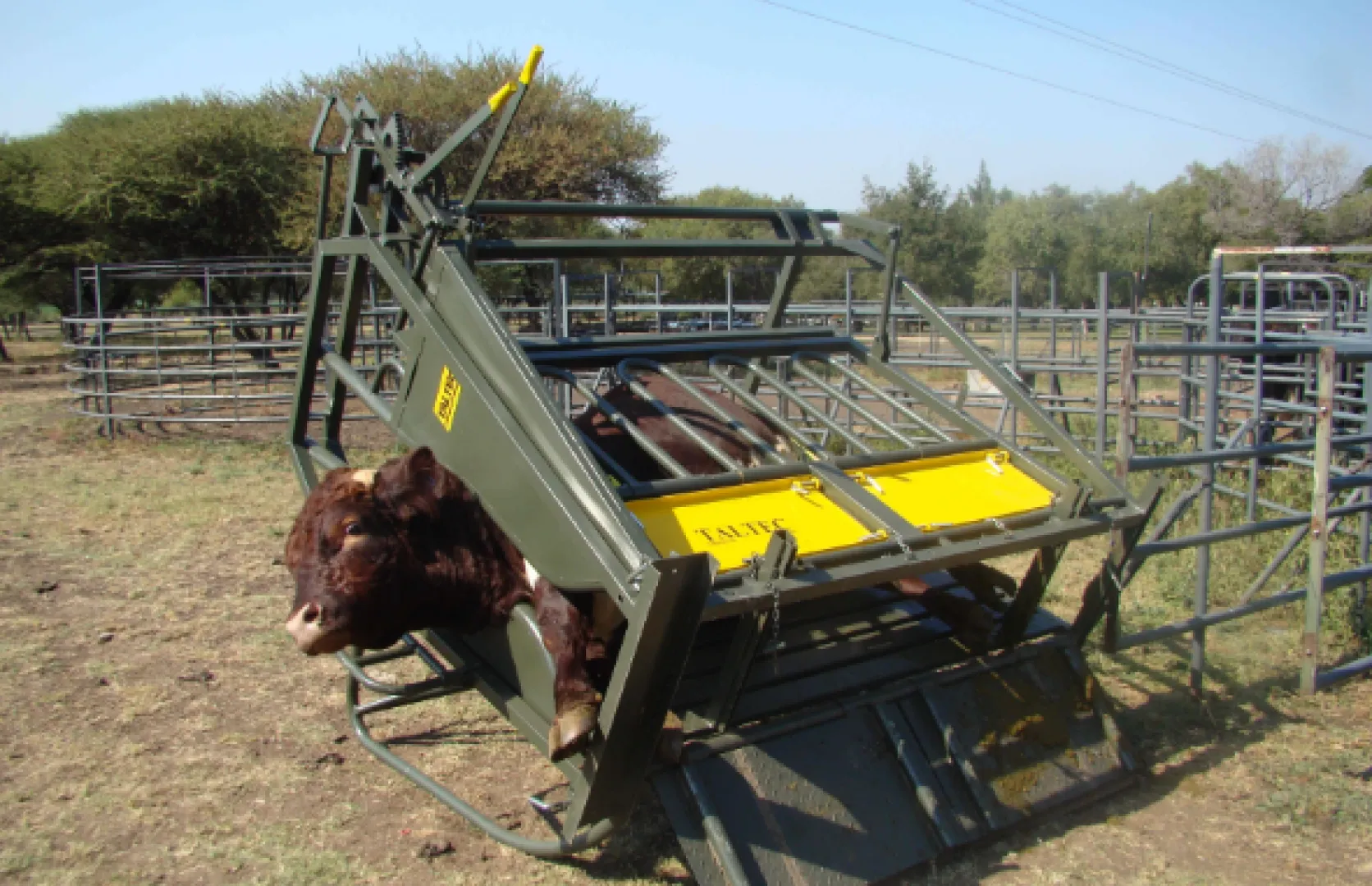 Cattle Tilt Clamp | Tal-Tec