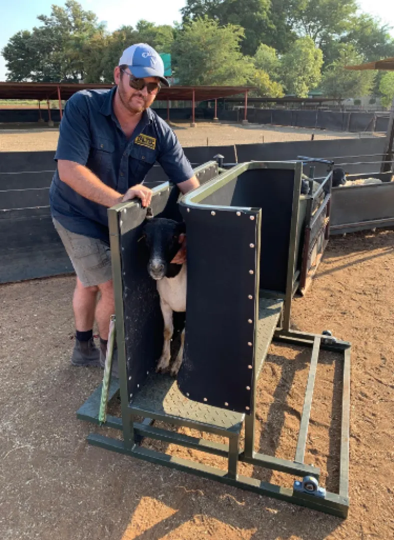 Sheep Body Clamp and Ramp | Tal-Tec