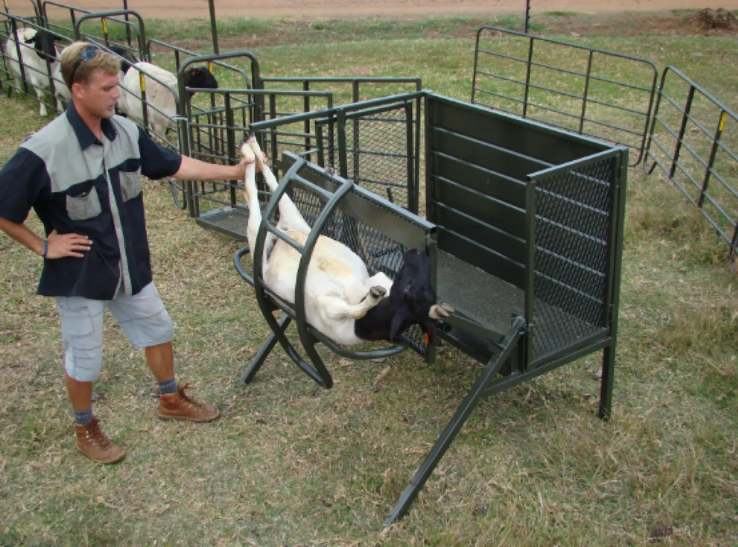Sheep Tilt | Tal-Tec