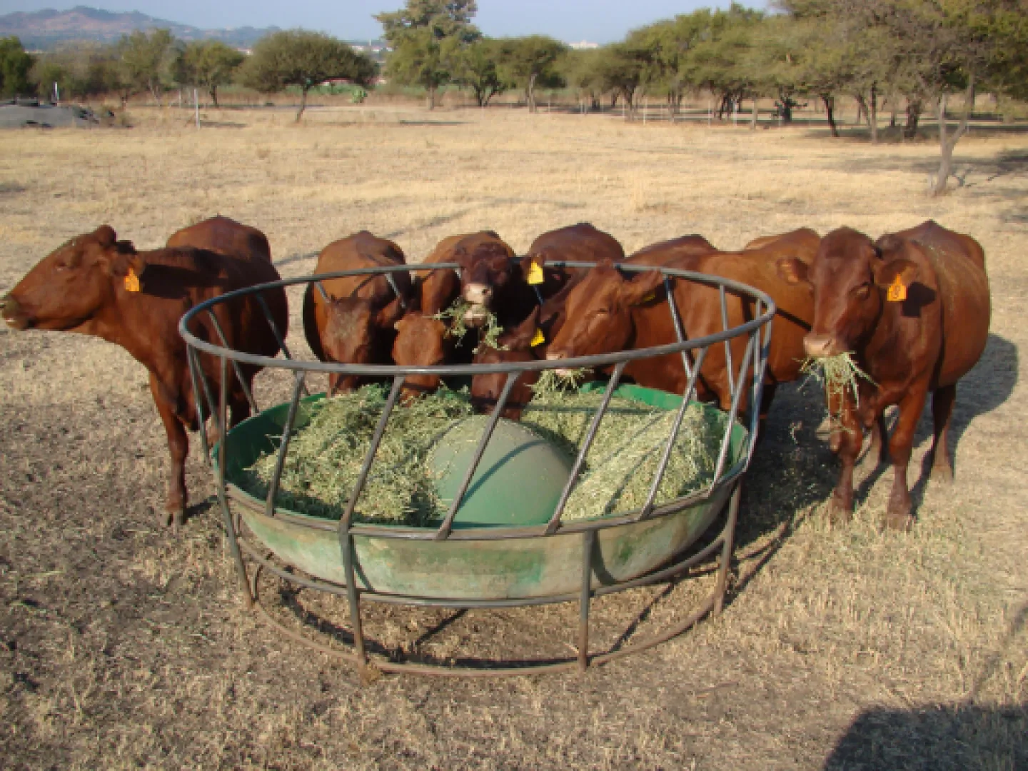 Cattle Ring Feeder 2.3m | Tal-Tec