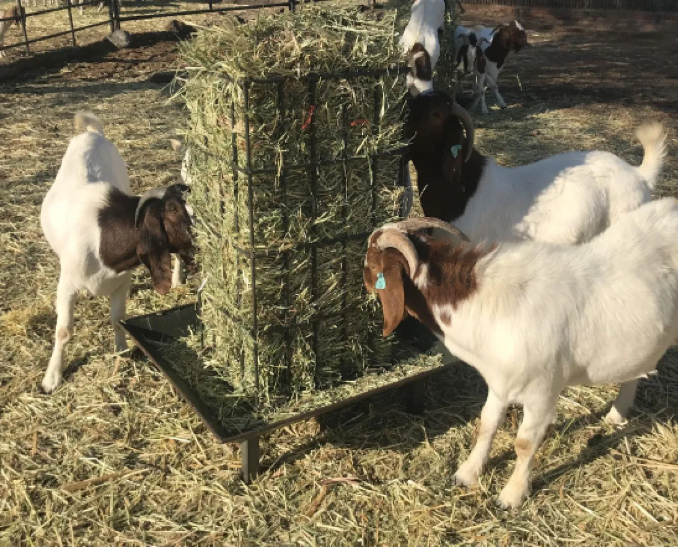 Square Bale Feeder | Tal-Tec