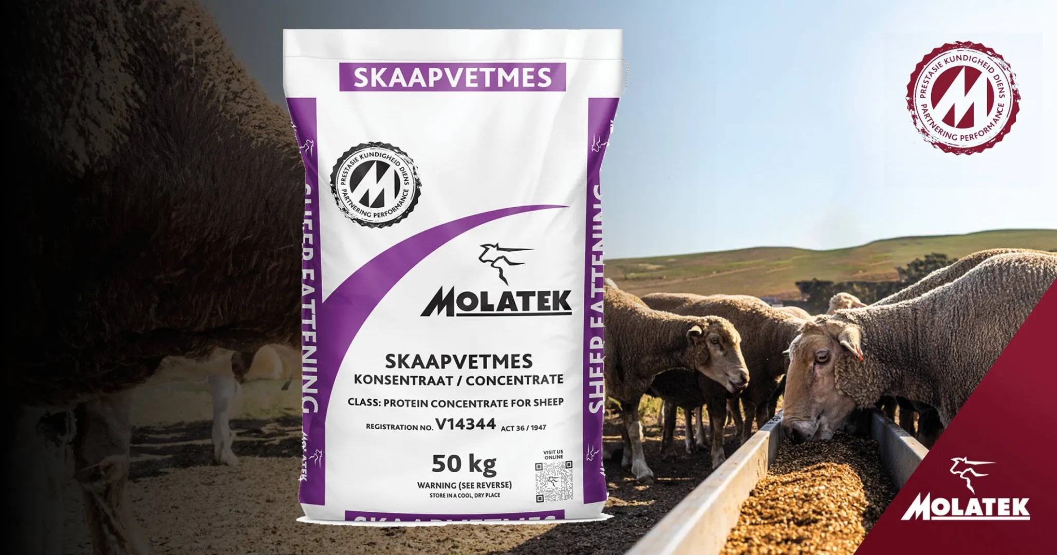 Sheep fattening concentrate | Molatek