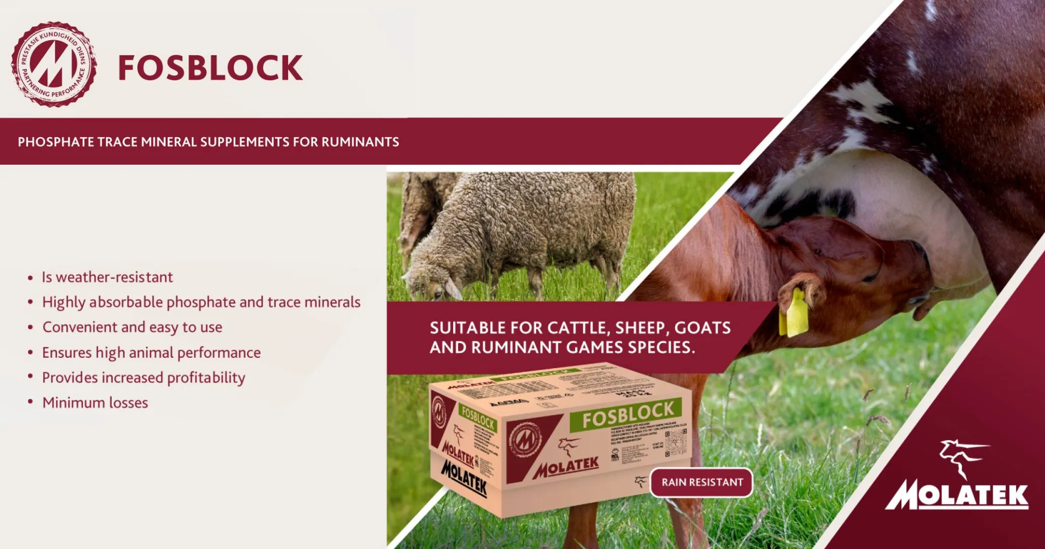 Phosphate trace mineral supplements for ruminants | Molatek