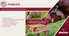 Phosphate trace mineral supplements for ruminants | Molatek