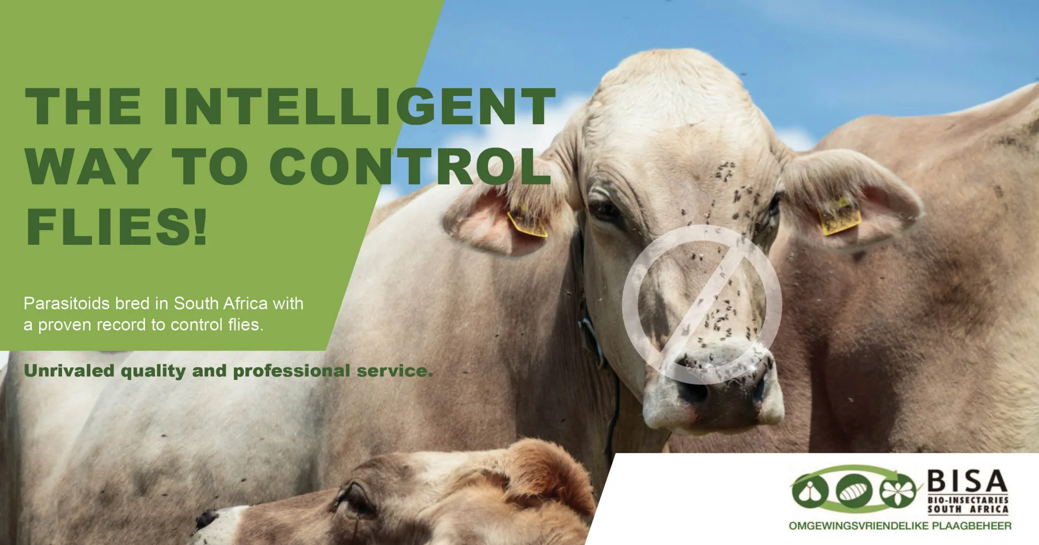 The intelligent way to control flies! | Bio-Insectaries