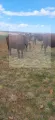 Bonsmara | MK Landbou Dienste