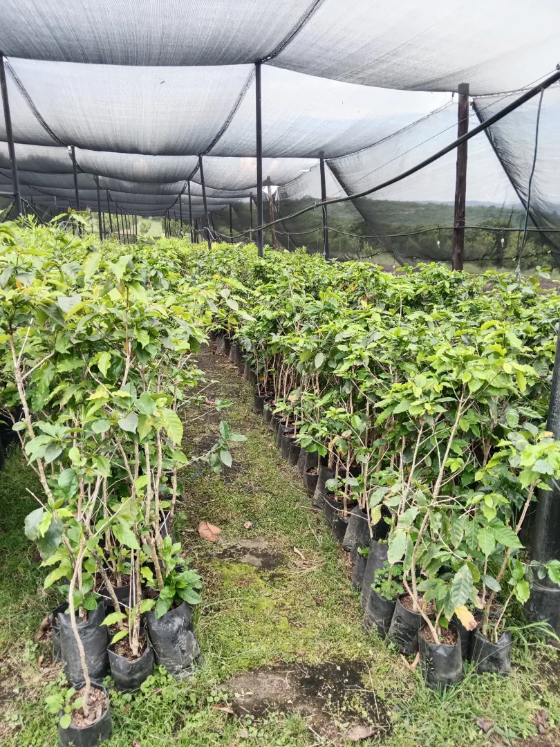 Coffee trees