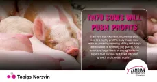 TN70 sows will push profits | Zambian Pig Genetics