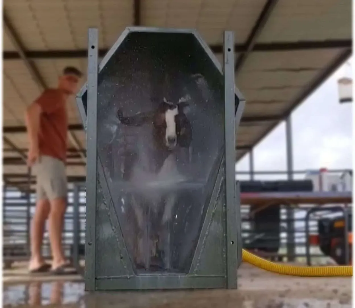 Sheep Spray Race | Tal-Tec