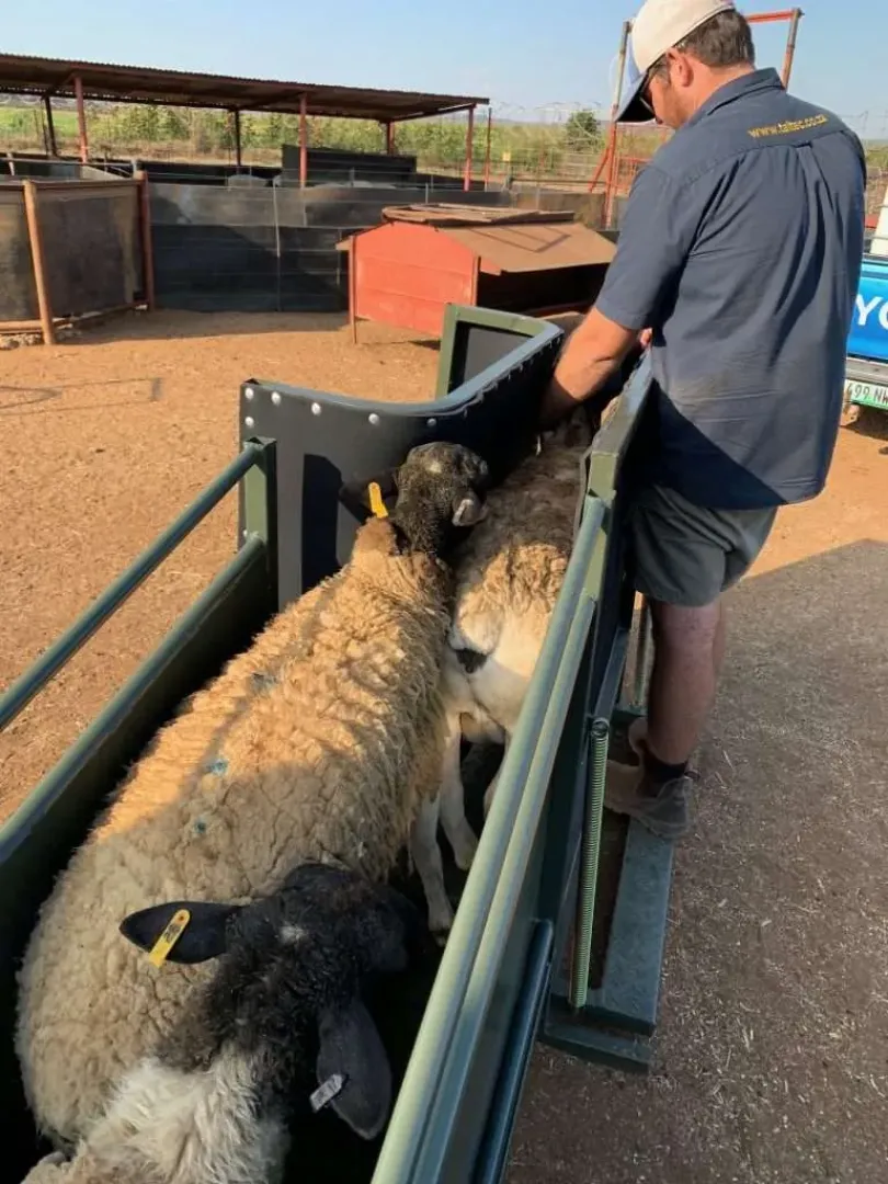 Sheep Clamp and Ramp COMBO | Tal-Tec