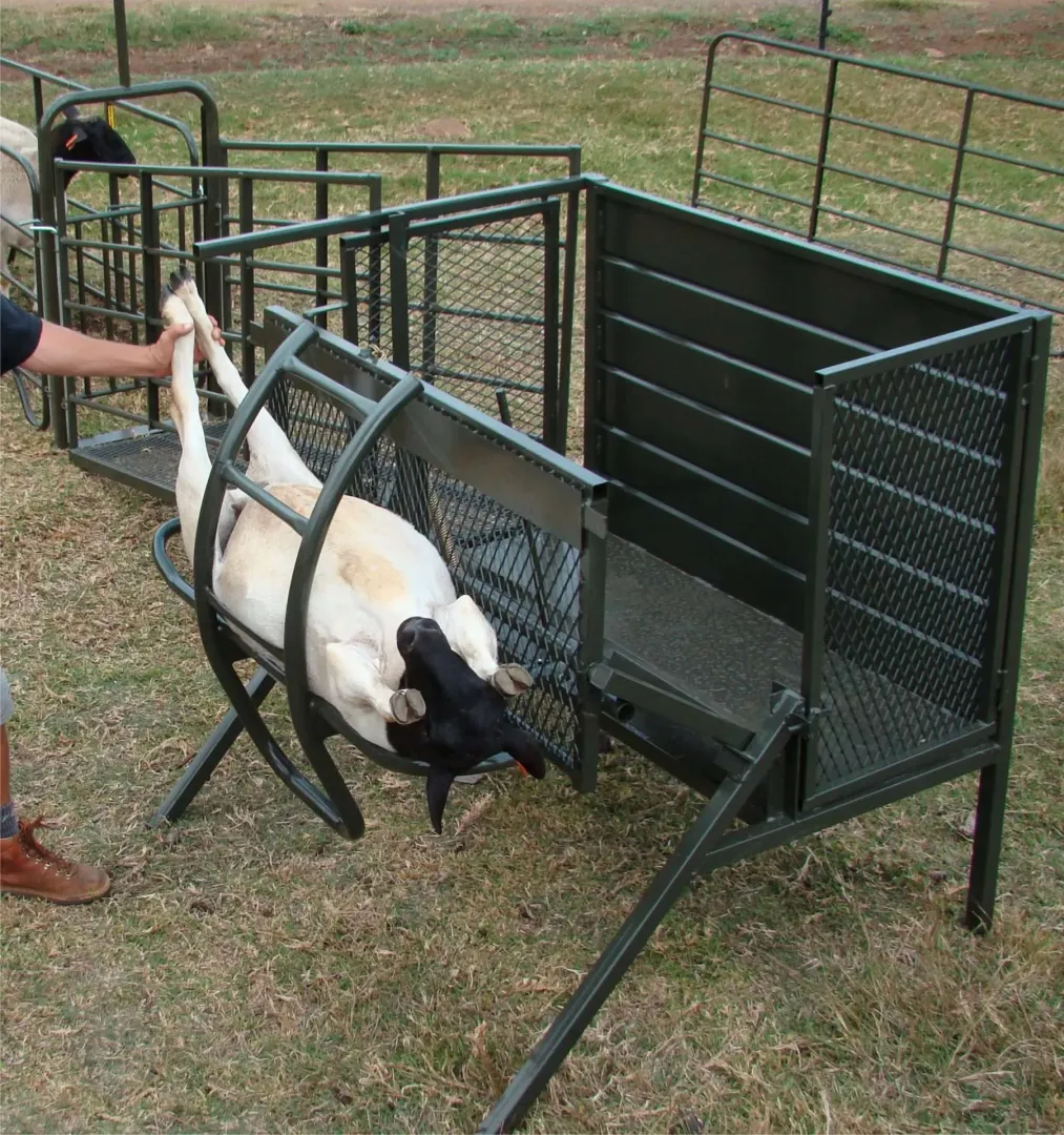 Sheep Tilt | Tal-Tec