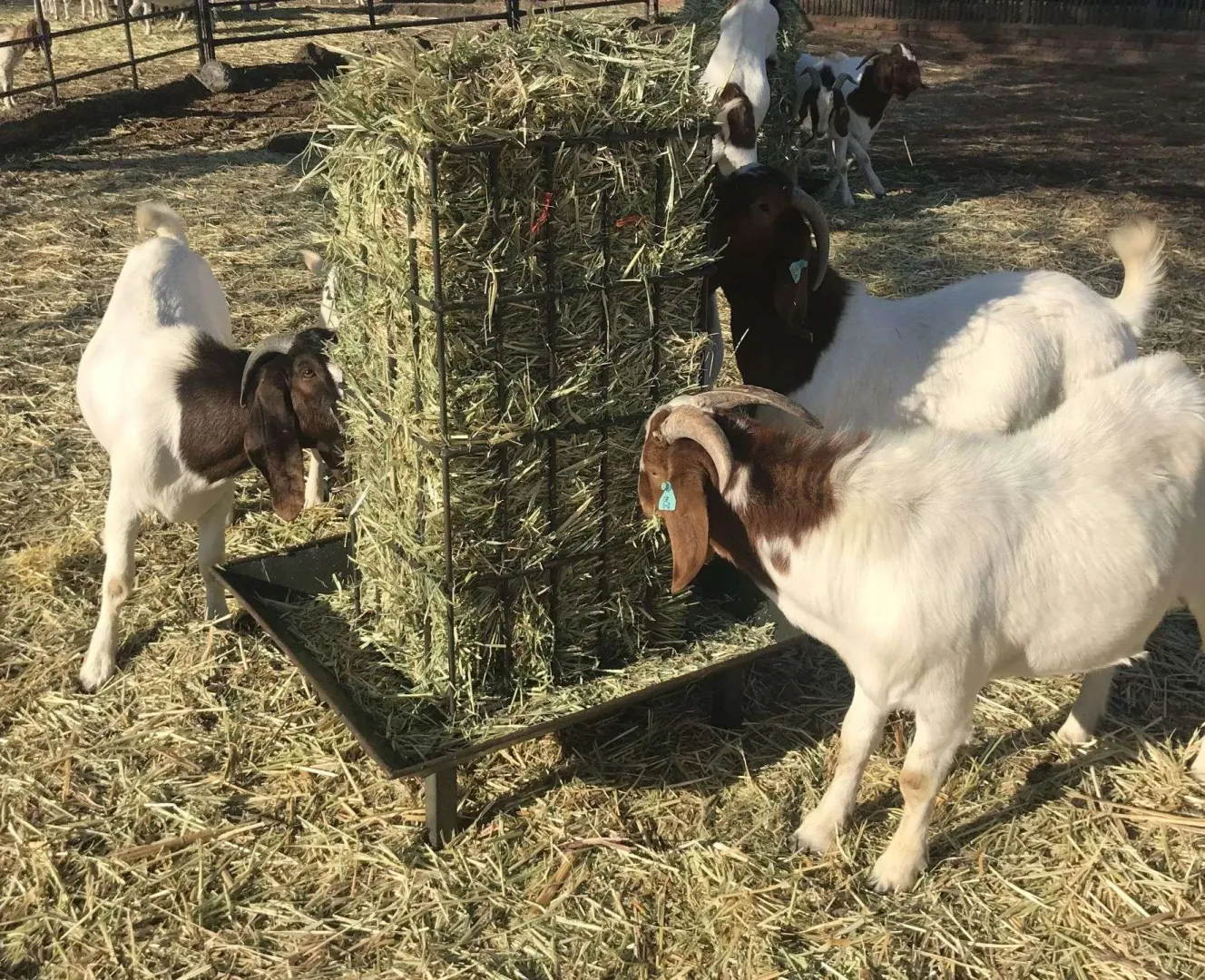 Square Bale Feeder | Tal-Tec