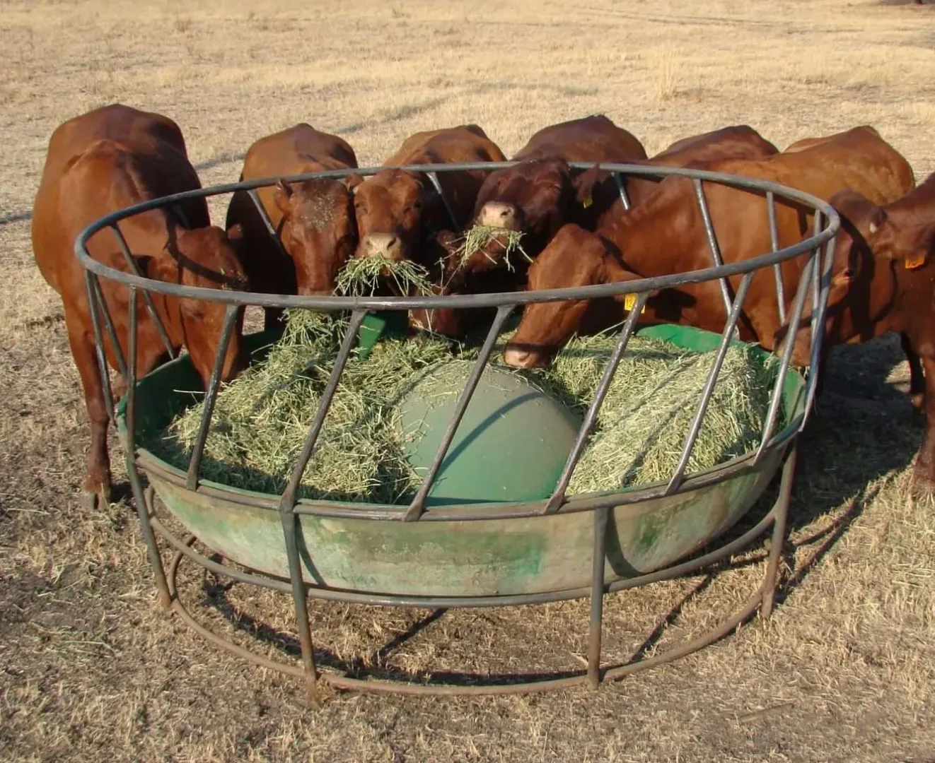 Cattle Ring feeders | Tal-Tec