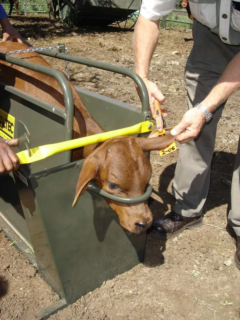 Painted Calf Squeeze | Tal-Tec
