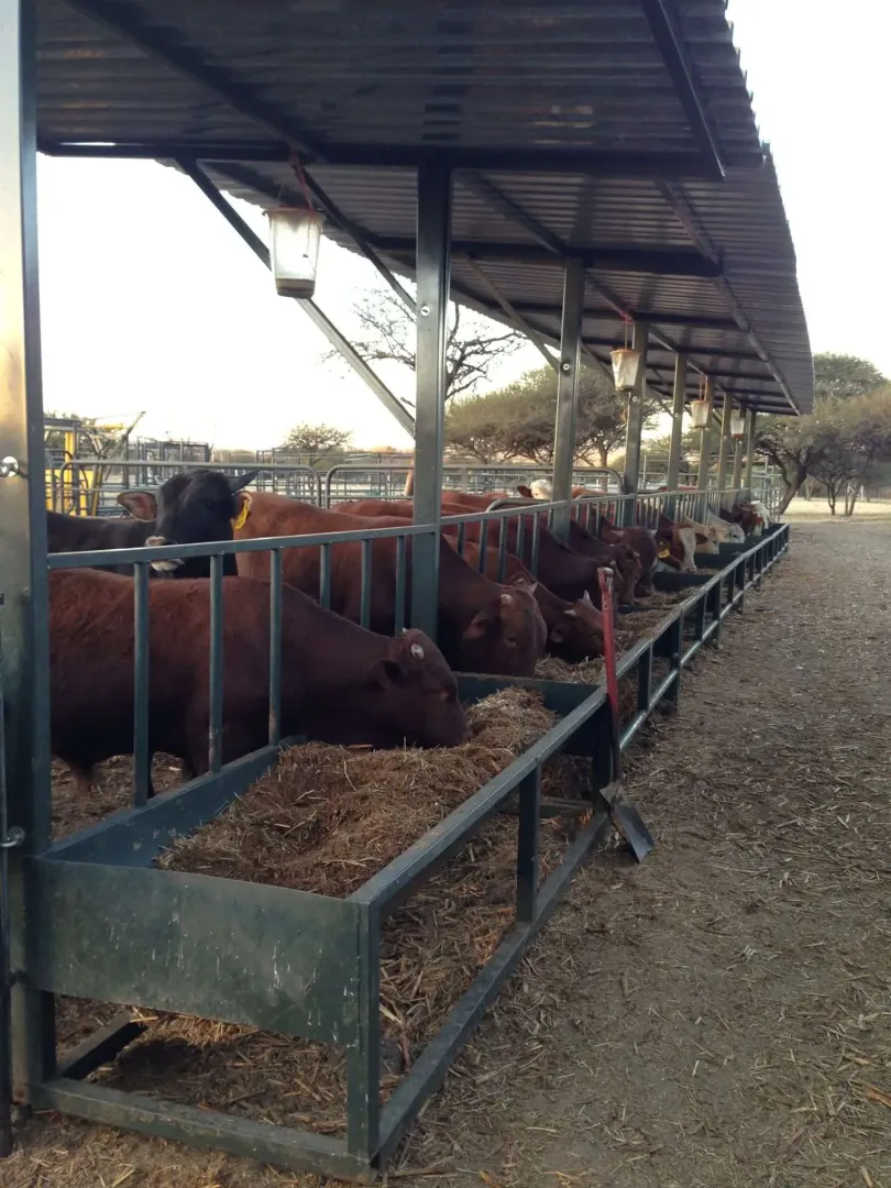 Cattle Feedlot Trough | Tal-Tec