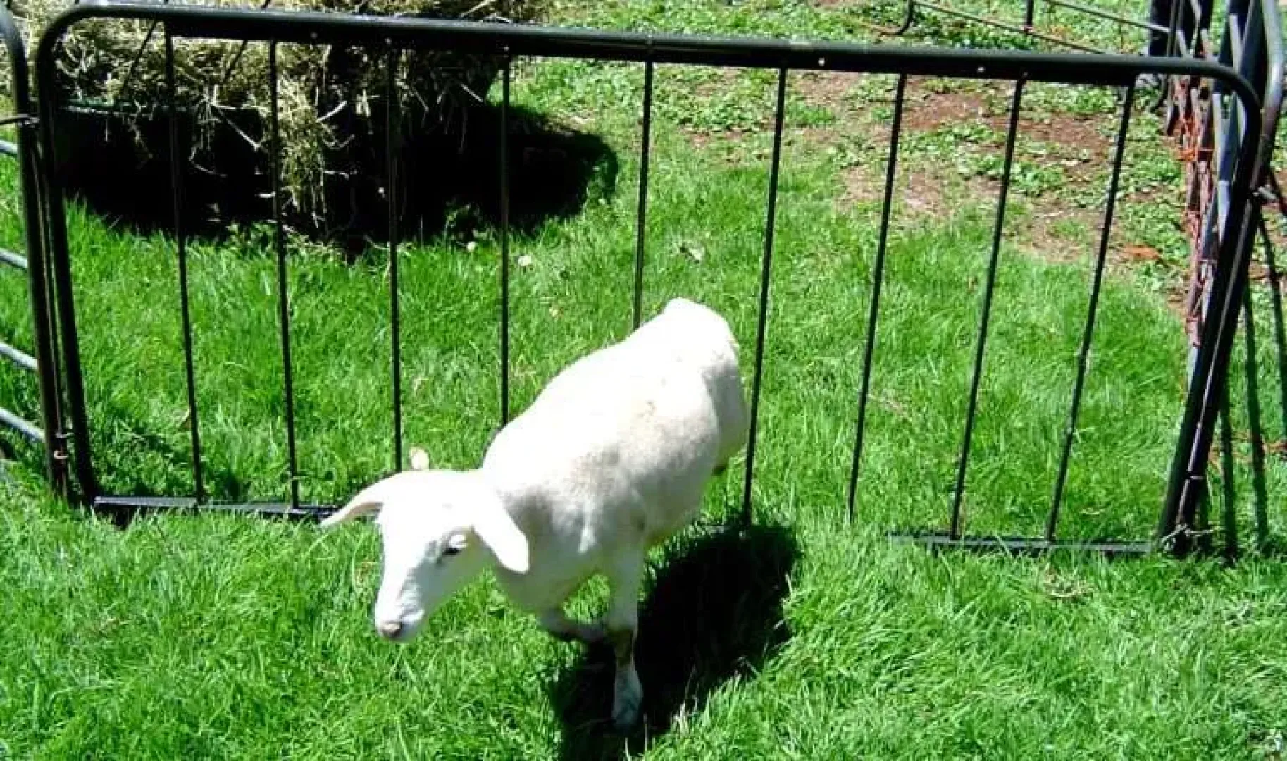 TSK7 Lamb Creep Panel (1850 x 900mm) | Tal-Tec