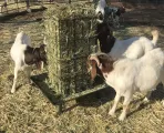 Square Bale Feeder for sheep | Tal-Tec