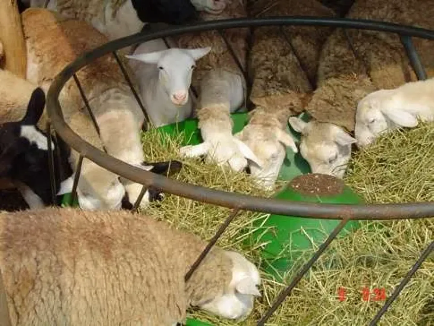 The Sheep Ring Feeder (1.4m) | Tal-Tec