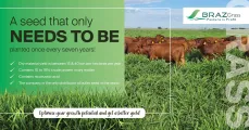 High-Yield Grass, Planted Once in 7 Years | BRAZGrass