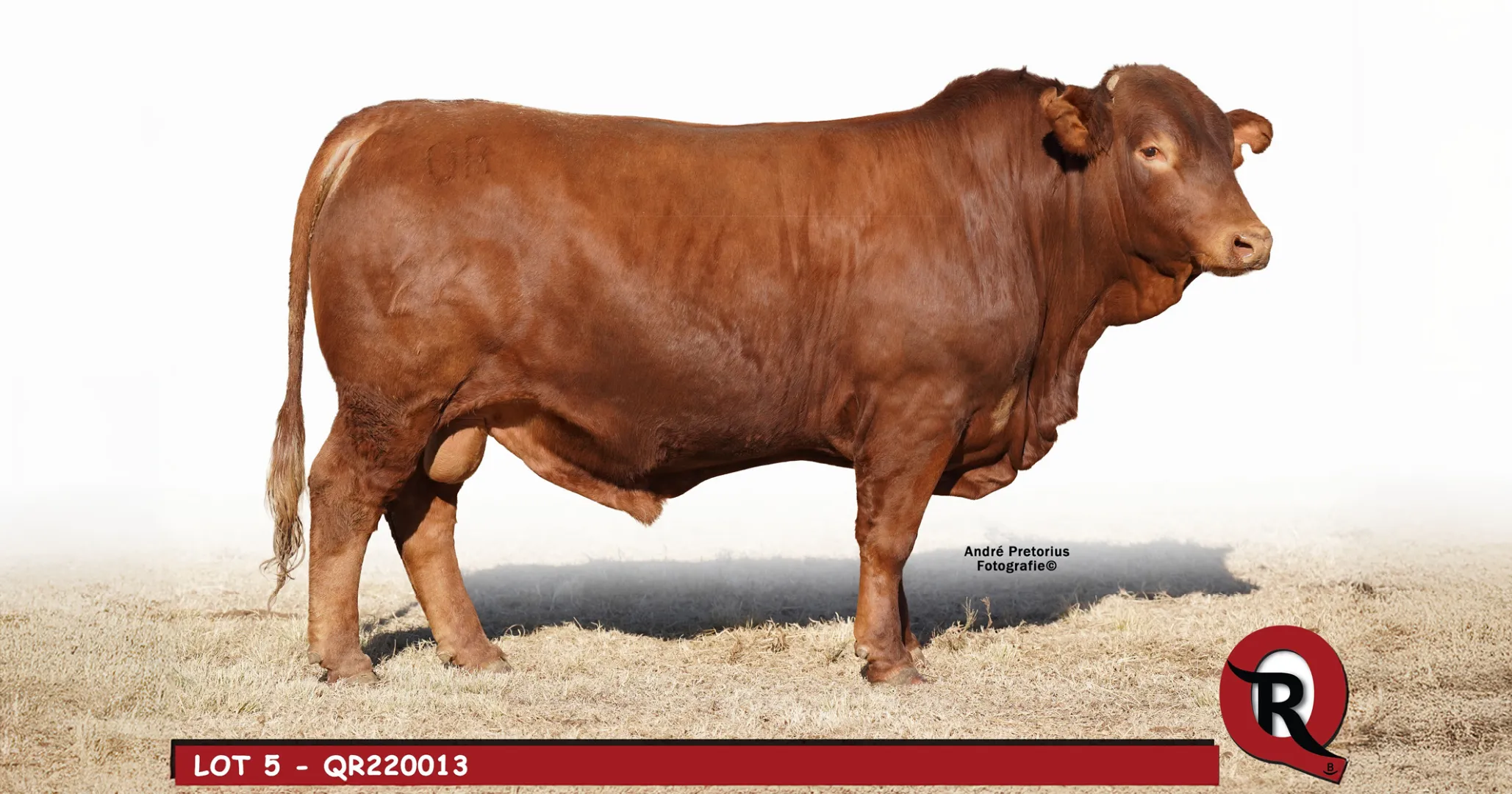17de Produksieveiling | 17 Julie 2025 | Quardsen Beefmaster