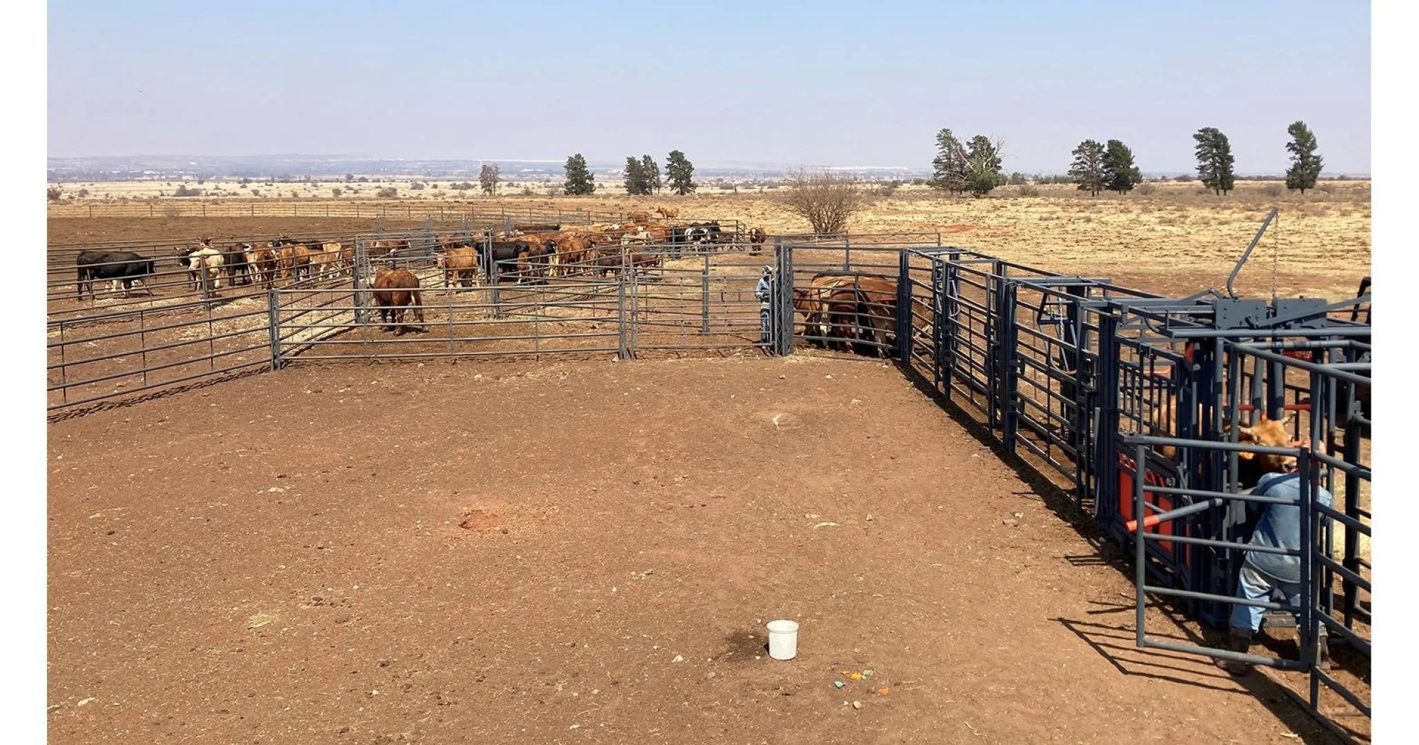 Cattle system | Bees sisteem | Algar
