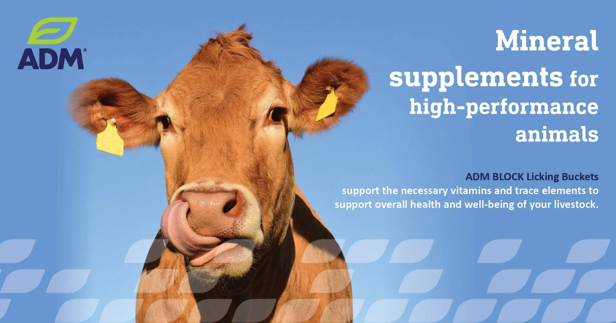Livestock lick premix solutions | ADM Nutrition