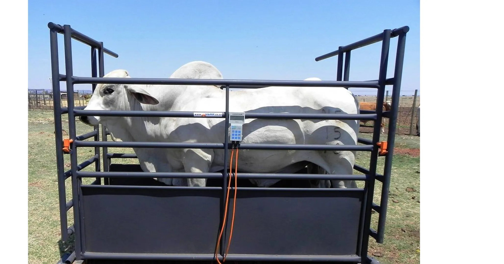 Standard weigh crate | Standaard weegkrat | Algar