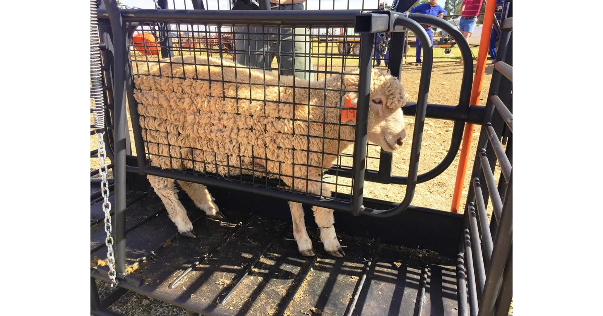 Sheep tilt | Skaapkantelaar | Algar
