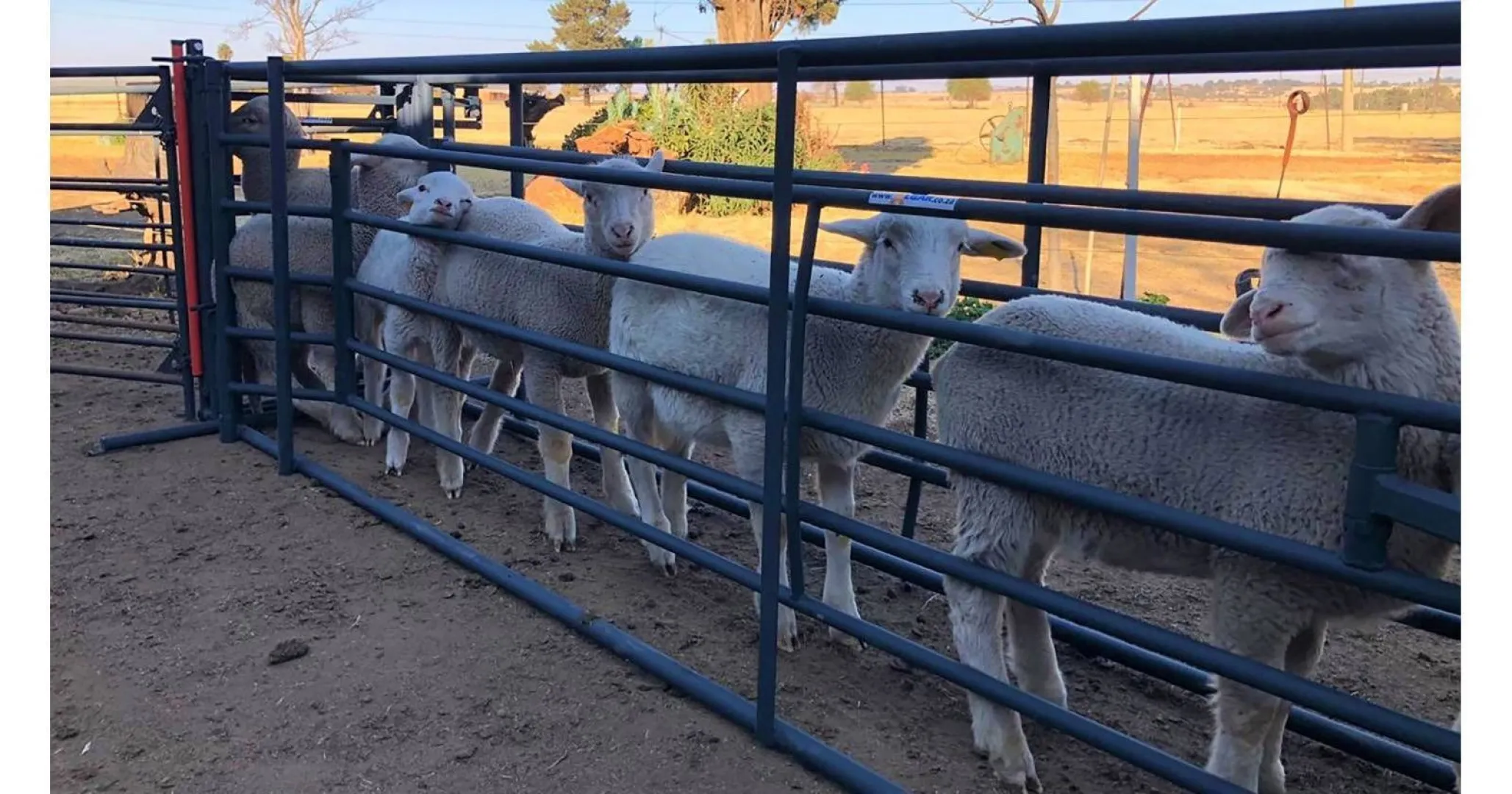 Adjustable sheep crush | Skaap verstelbaredrukgang | Algar