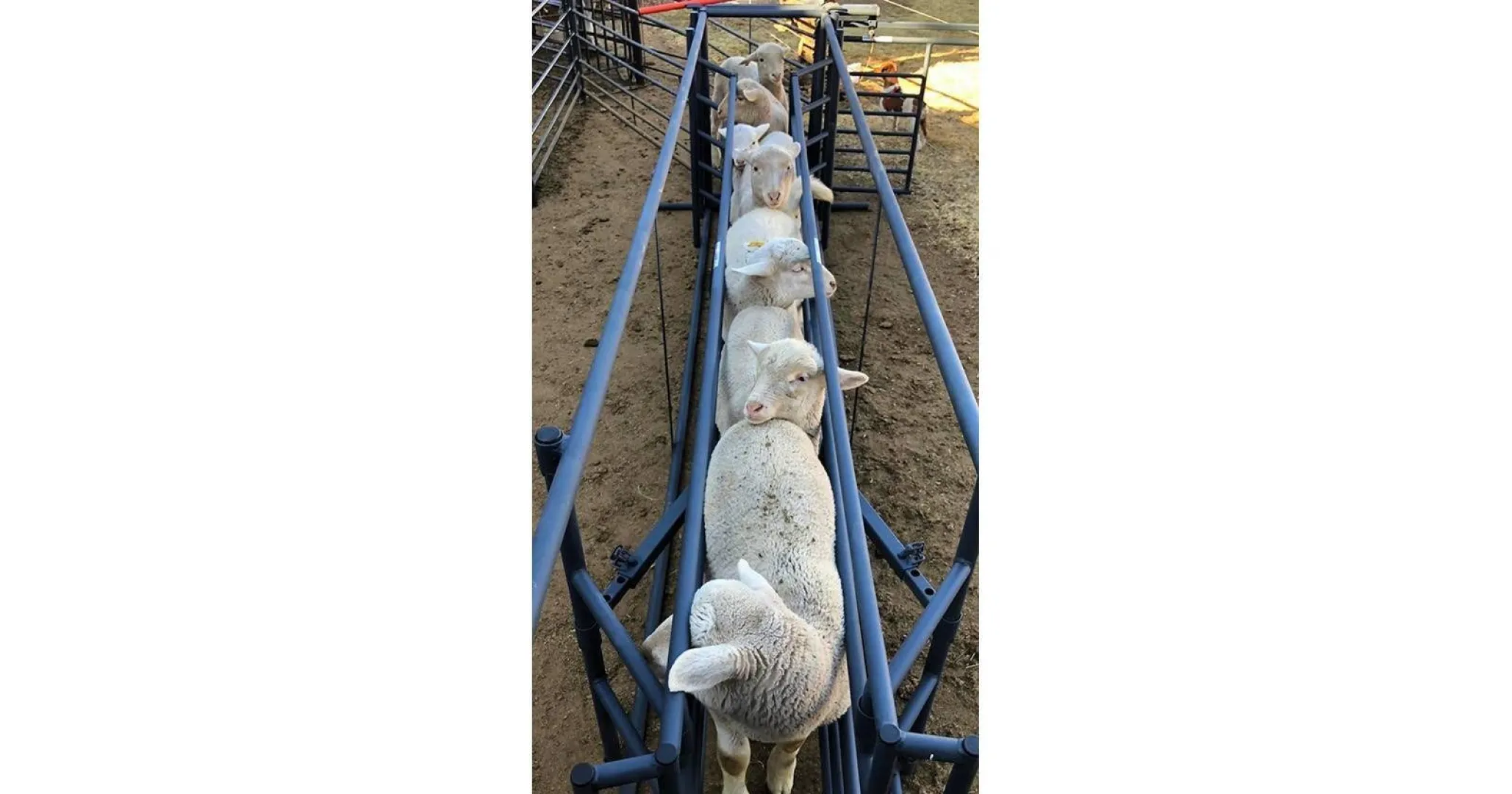 Adjustable sheep crush | Skaap verstelbaredrukgang | Algar