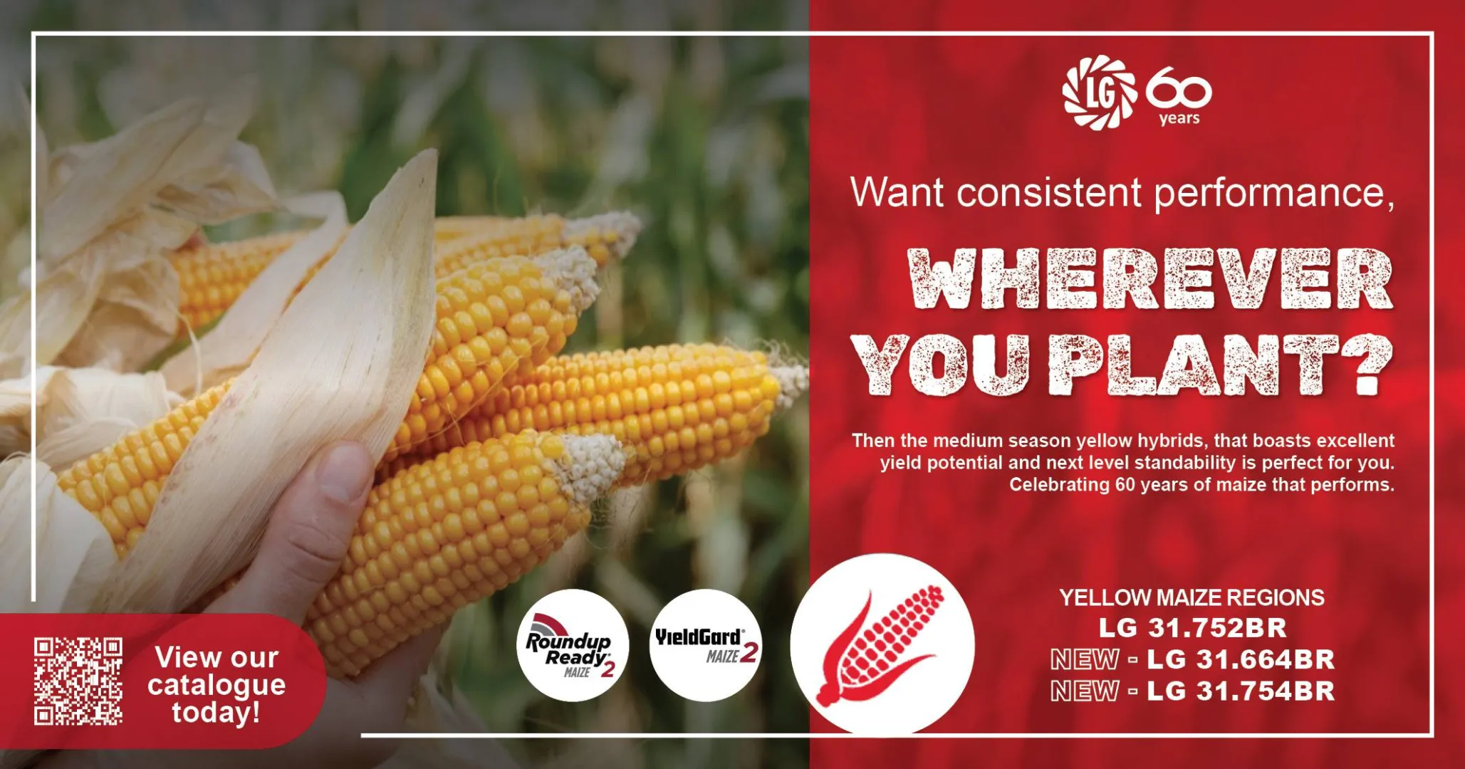Consistent performance, tailored for your region: Choose Limagrain yellow maize cultivars