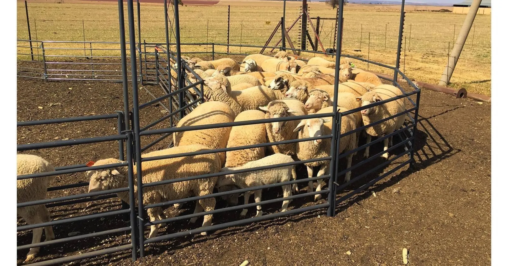 Sheep system | Skaap sisteem | Algar
