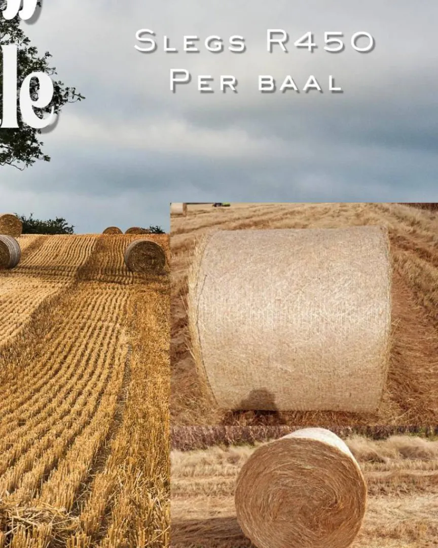Pragtige teff bale