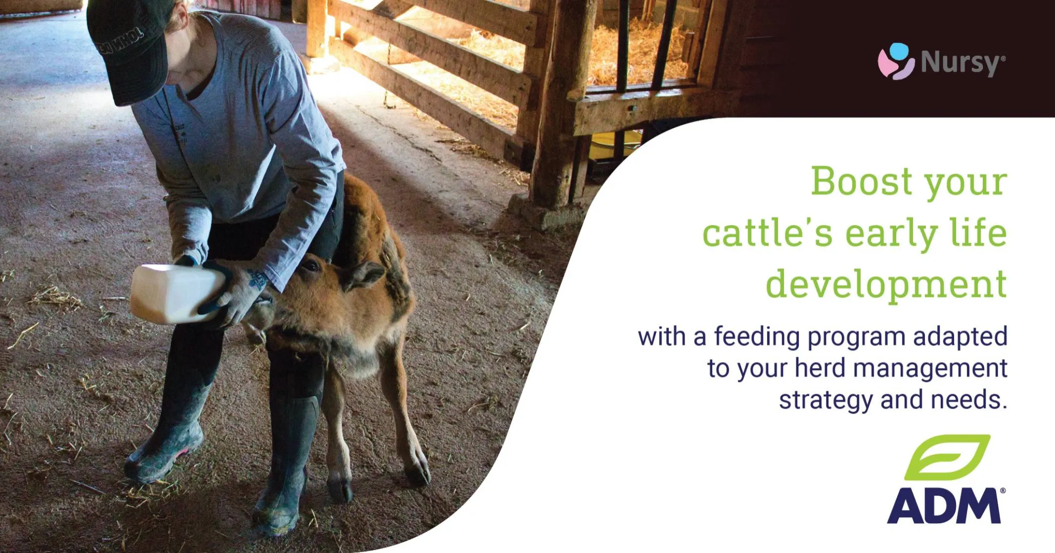 Boost your cattle's early life development with Nursy Pro® | ADM Nutrition
