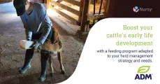 Boost your cattle's early life development with Nursy Pro® | ADM Nutrition