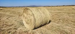 Wit Buffelgras bale | Agrimar