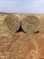 Baster Babala Bale | Agrimar