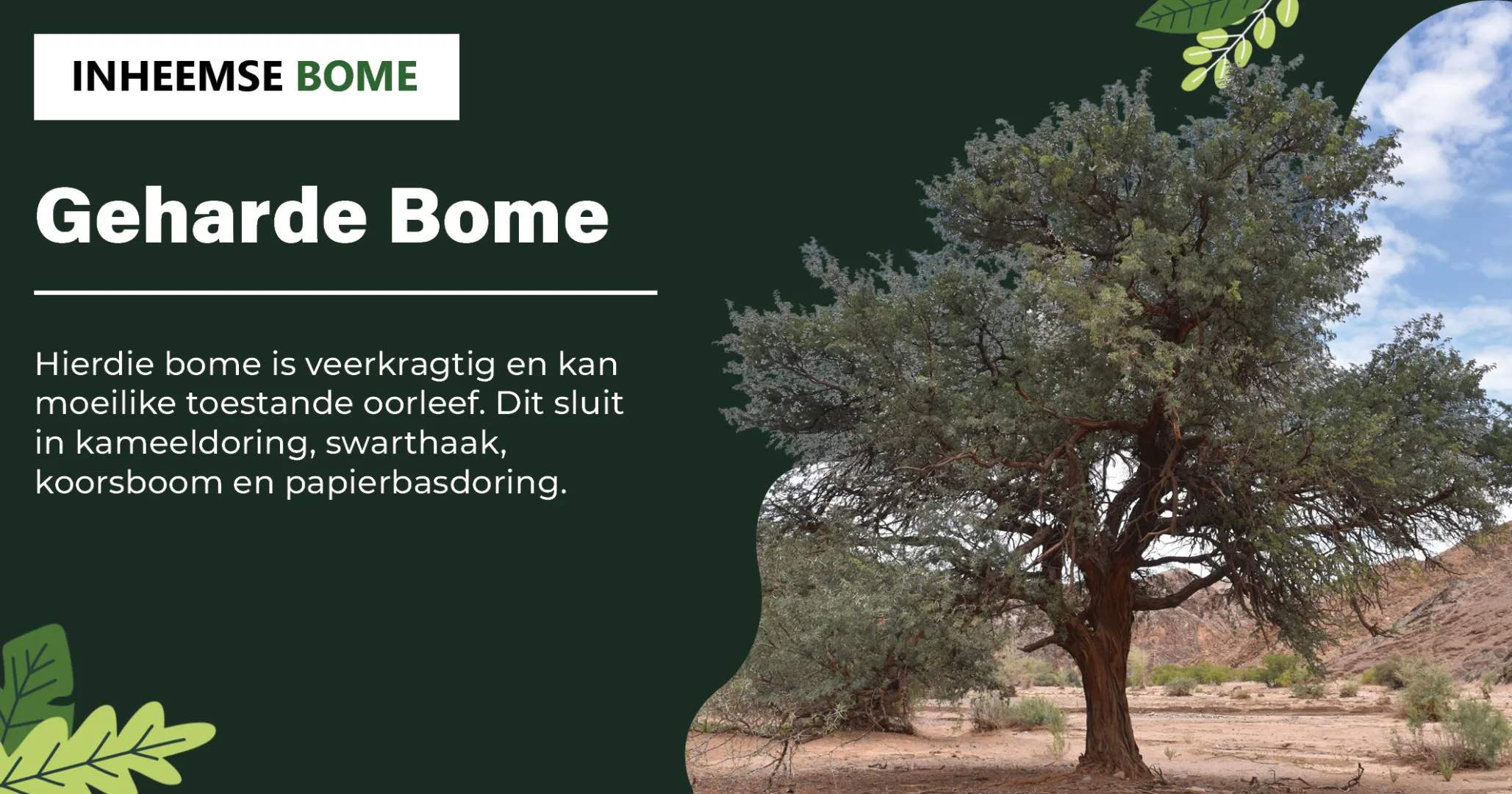 Geharde Bome | Inheemse Bome