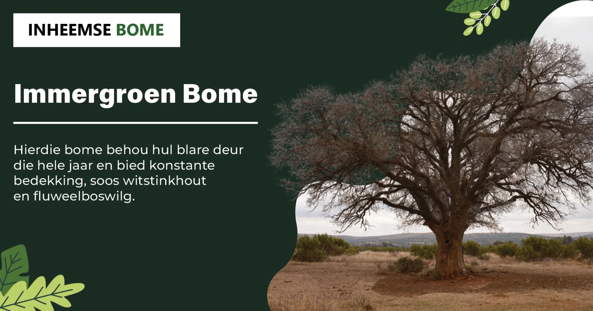 Immergroen Bome | Inheemse Bome