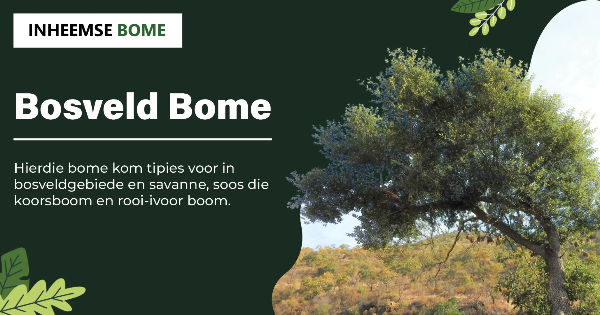 Bosveld Bome | Inheemse Bome